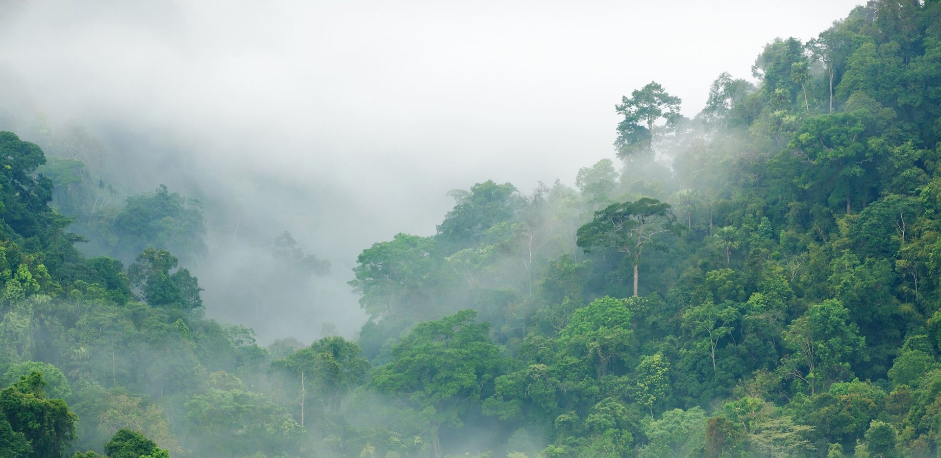 Tropical forest landscape